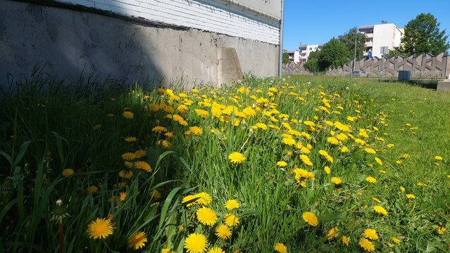 Yellow Dandelion Flowers Covering Urban Green Space Near Buildings. A grassy area filled with blooming dandelions beside modern buildings. 