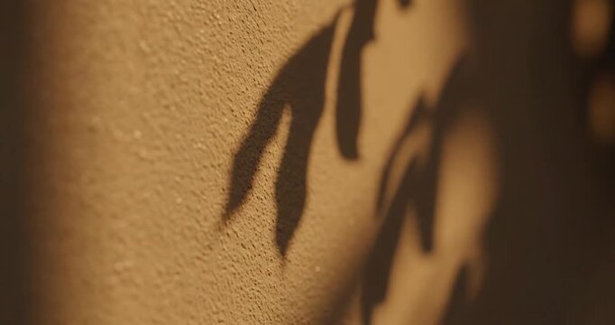Shadow Leaves on Wall Surface.