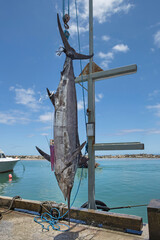 Fototapeta premium Caught swordfish hanging in a crane in the harbor of Rarotonga Cook Islands