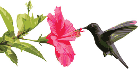 Isolated vector hummingbird feeding from pink hibiscus flower on transparent background. © Sorna Moni