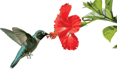 Isolated vector hummingbird feeding from red hibiscus flower on transparent background. © Sorna Moni