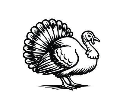Turkey black silhouette illustration on white background for Thanksgiving