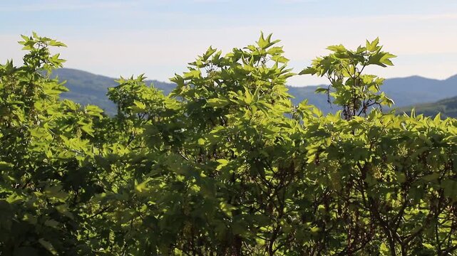 Tree leaves moving in the wind, natural mountain environment