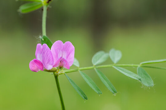 Vicia sativa. Common vetch. Detail of the plant's pinkish-purple flowers.