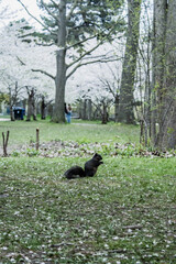 Naklejka premium A Squirrel in the park, standing and looking at the camera. Una ardilla en el parque parada y mirando a la camara