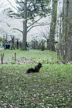 A Squirrel in the park, standing and looking at the camera. Una ardilla en el parque parada y mirando a la camara