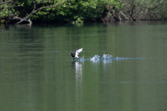 Uccello acquatico che nuota sul fiume tra la vegetazione verde