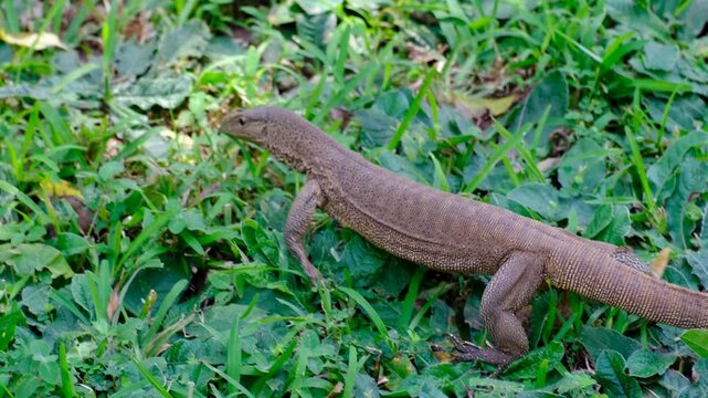 Land monitor lizard reptile with tongue in and out walking over grass in Sigiriya rock fortress in Sri Lanka