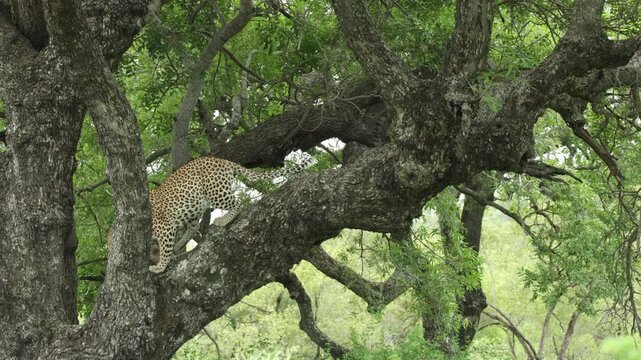 Wide shot of a leopard stretching and yawning on a branch up in a tree before walking down, Kruger National Park.