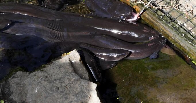 New Zealand longfin eel (Anguilla dieffenbachii) at Willowbank Wildlife Reserve, Christchurch, New Zealand.