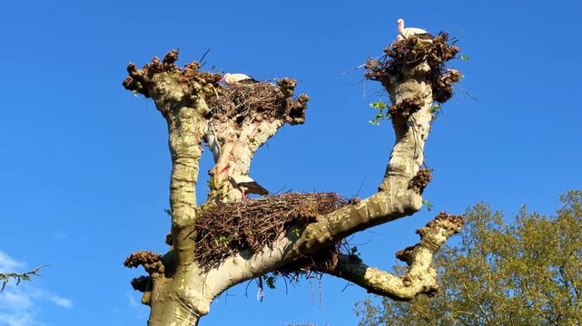 Looking up of a heavily pruned tree branches like homes of itinerant storks during sunny day.