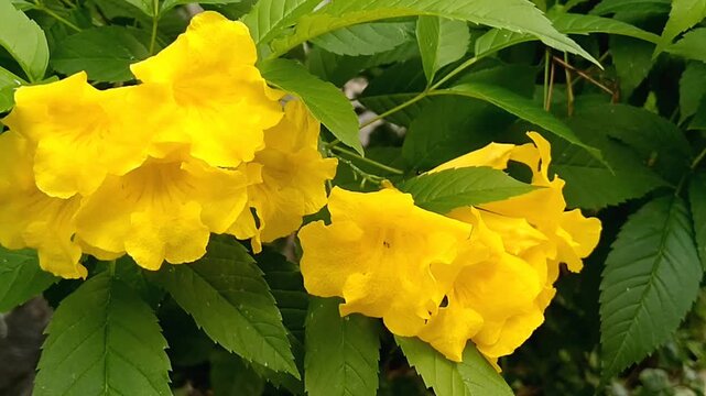 Bright yellow Tecoma stans flowers blooming on green bush branches in sunny day