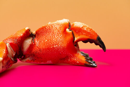 Crab isolated macro texture. Crab vibrant cracked shell. Crab culinary food detail. Crab restaurant concept close up.