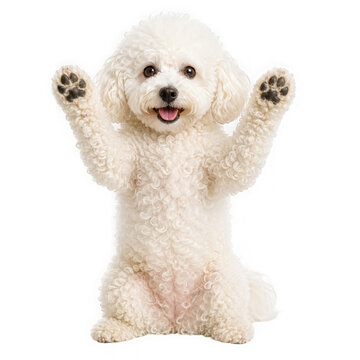 Cute white bichon frise puppy waving paws as isolated on transparent background