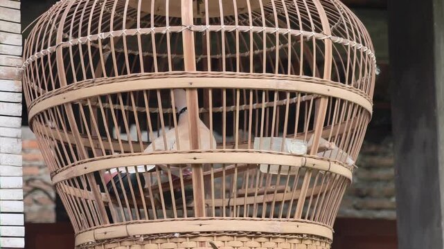 Spotted dove or pigeon kept inside a traditional handcrafted bamboo bird cage hanging outdoors, showcasing local pet keeping culture and animal confinement concept in rural environment.