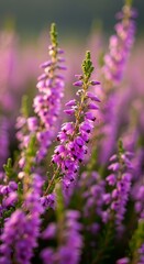 Obraz premium Close-up of vibrant purple heather flowers in a natural setting.