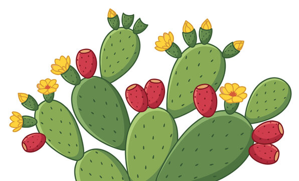 Cartoon drawing of blooming nopal prickly pear cactus with green pads red fruits and yellow flowers vector illustration