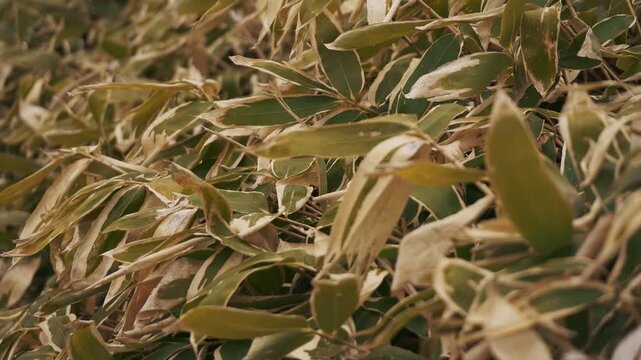 Close-up of gently swaying Kuma bamboo grass