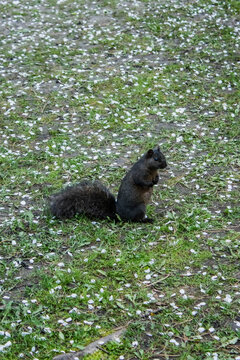 A Squirrel in the park, standing and looking at the camera. Una ardilla en el parque parada y mirando a la camara