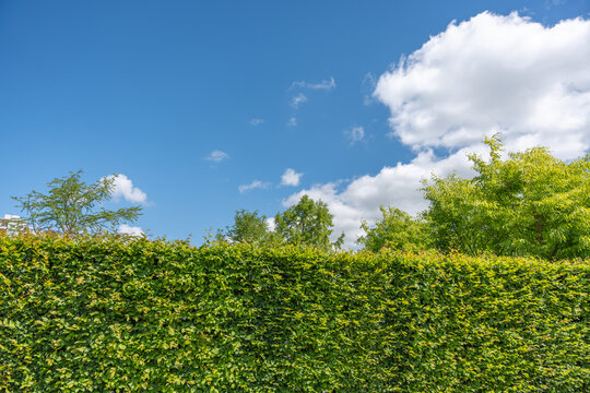 A dense leafy hedge stretches below a clear blue sky with soft white clouds. Fresh shrubs, trees, and bright sunlight form a simple garden landscape.