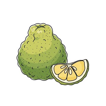 Bergamot fruit whole and slice, handdrawn vector illustration citrus bergamia, a fragrant citrus fruit with a bumpy green rind and yellow flesh, isolated on white background