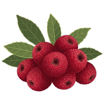 Fresh ripe red bayberries with green leaves isolated on white background vector illustration of delicious chinese strawberry or yumberry fruit bunch, healthy organic food, botanical drawing