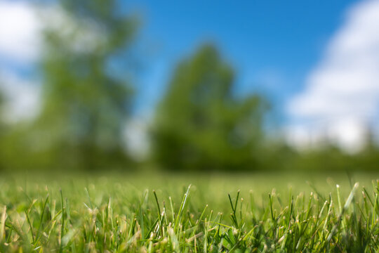 Sharp green grass blades fill the foreground while trees, clouds, and sky blur into smooth bokeh. The close view highlights fresh lawn texture, shallow depth of field, and sunny park atmosphere.