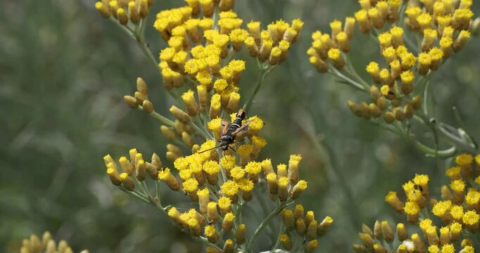 (Pyropteron chrysidiforme) Fiery clearwing moth, probably female,  foraging pollen of small sulphur-yellow flower-heads of everlasting flower severely shaken by the wind
