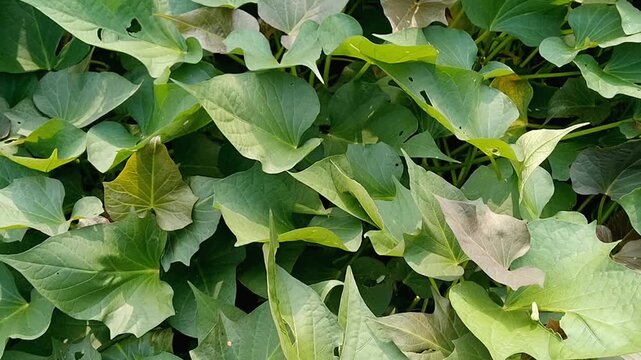 Fresh green leaves of Ipomoea batatas plant growing in the agricultural field