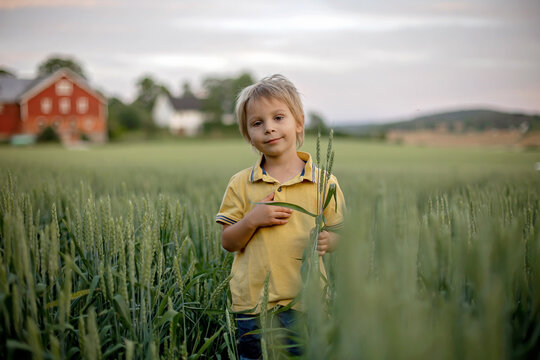 Cute toddler child, playing in a green field in Norway on sunset, happiness
