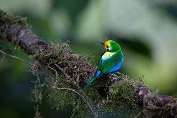 Obraz premium multicolored tanager (Chlorochrysa nitidissima) hermosa y exotica ave multicolor colombiana en su habitad natural. most stunning and exotic Colombian bird in its natural habitat. 