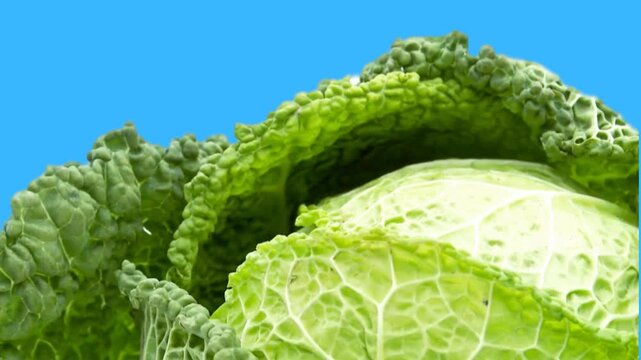Close up of fresh green savoy cabbage rotating on blue screen background