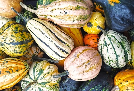 Wallpaper, background, textured image of several different, colorful small decorative pumpkins (Cucurbita spp.) up close.