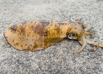  釣れたばかりのアオリイカ © 浩次 三澤