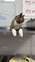 Old cat sits on examination table at veterinary clinic. Senior tabby cat with white paws rests on metallic medical table inside vet hospital. Elderly domestic cat waits for checkup, recovery treatment © Alena