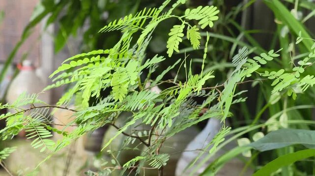 Close up of vibrant green tamarind tree leaves with delicate pinnate structure growing in a lush backyard garden under natural daylight, eco friendly environment concept