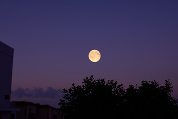 Obraz premium Full Moon on a twilight sky with tree silhouettes.