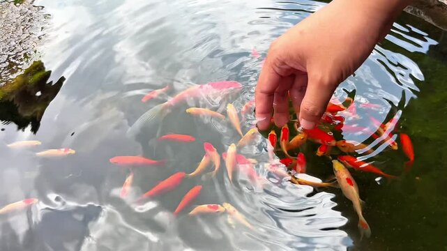 An adult man's hand is undergoing fish therapy, which is useful for naturally removing dead skin cells, smoothing the skin, stimulating blood circulation, and relieving stress through a micro-massage 