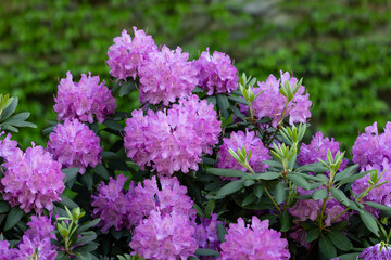 Piękne, fioletowe rododendrony w rokwicie © Magdalena