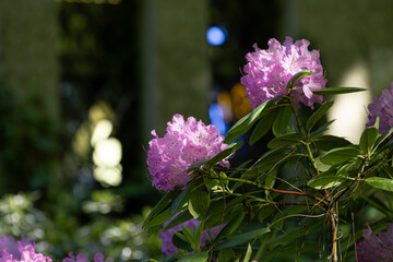 Piękne, fioletowe rododendrony w rokwicie © Magdalena