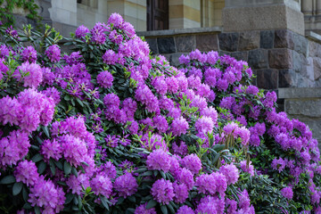 Piękne, fioletowe rododendrony w rokwicie © Magdalena