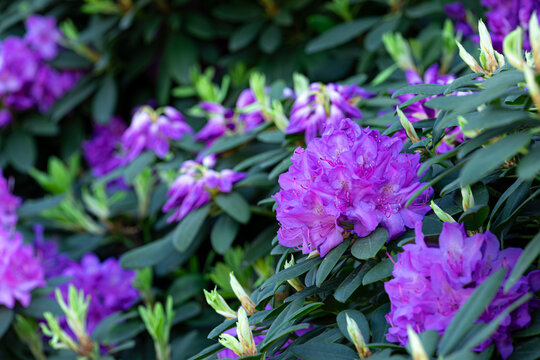 Piękne, fioletowe rododendrony w rokwicie