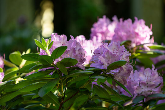 Piękne, fioletowe rododendrony w rokwicie