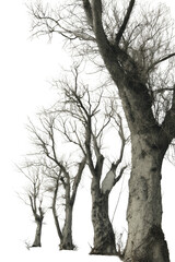 Fototapeta premium Row of tall, bare trees against black sky
