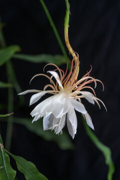 Night blooming cereus flower unfolds delicate white petals and graceful filaments against a dark background creating an elegant botanical scene rich in detail and contrast
