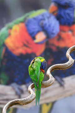Oiseau lori ou loriquet dans le arc des Oiseaux
