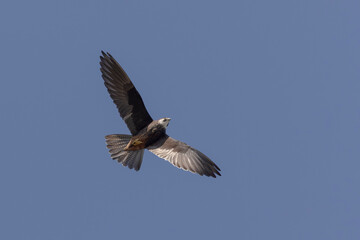 Fototapeta premium Eleonora’s Hawk Falco eleonorae in flight on Rhodos, Greece