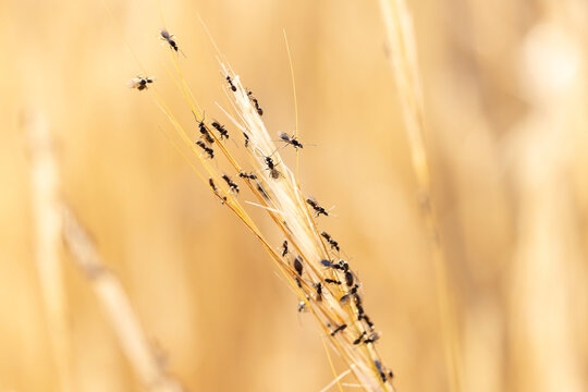 swarming ants on stalk on Rhodos, Greece