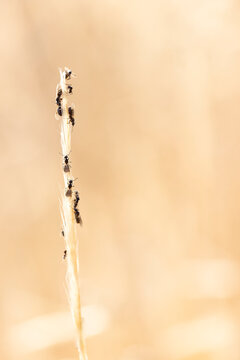 swarming ants on stalk on Rhodos, Greece
