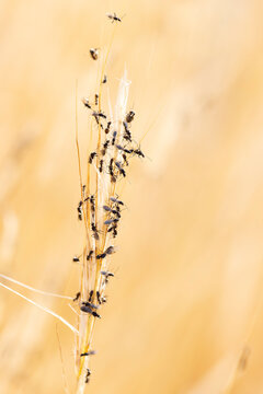 swarming ants on stalk on Rhodos, Greece